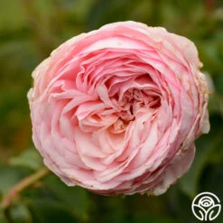 Ruth Clements™ -Heirloom Roses ruth clements 7