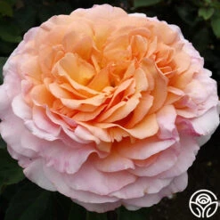 Ruth Clements™ -Heirloom Roses ruth clements 8