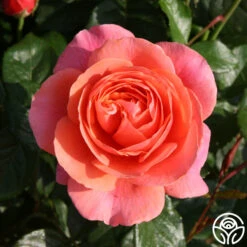 Safari™ -Heirloom Roses safari 1 1 1