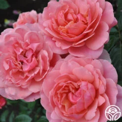 Safari™ -Heirloom Roses safari 4 8