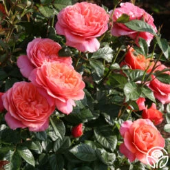 Safari™ -Heirloom Roses safari 5 1