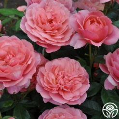 Safari™ -Heirloom Roses safari 6 8