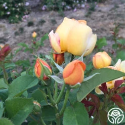 Saffron Summer™ -Heirloom Roses saffron summer 3