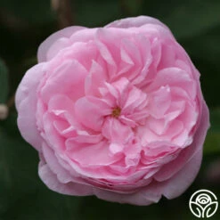 Heirloom Roses -Heirloom Roses salet 2 1 1
