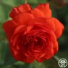 Salita™ -Heirloom Roses salita logo 02