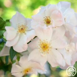 Sally Holmes 13 Sally Holmes -Heirloom Roses sally holmes 11