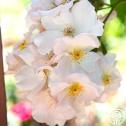 New Release -Heirloom Roses sally holmes 111