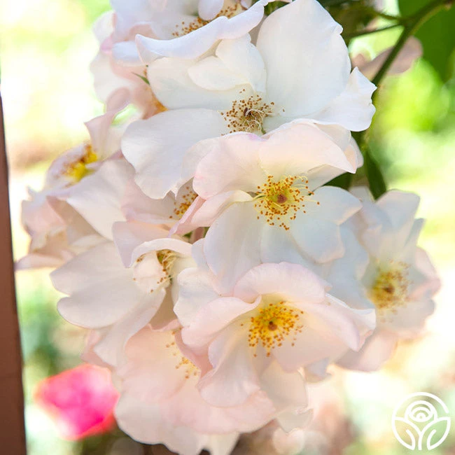 Sally Holmes 4 Sally Holmes - Image 2