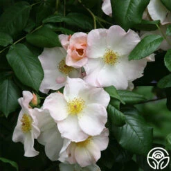 Sally Holmes 14 Sally Holmes -Heirloom Roses sally holmes 1 8