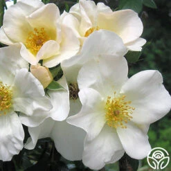 Sally Holmes 17 Sally Holmes -Heirloom Roses sally holmes 2