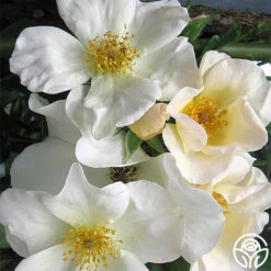 Sally Holmes 16 Sally Holmes -Heirloom Roses sally holmes 3