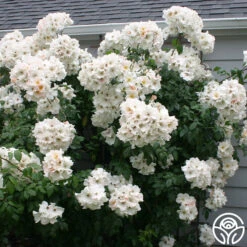 Sally Holmes 12 Sally Holmes -Heirloom Roses sally holmes 5 1