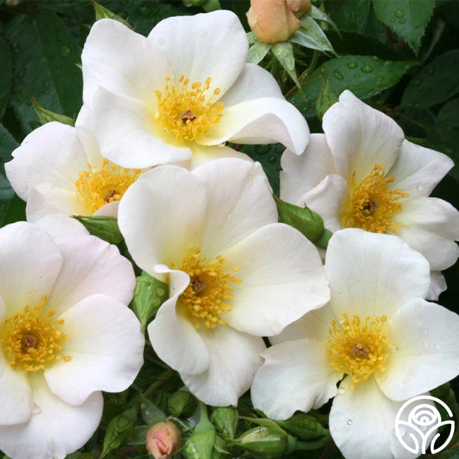 Sally Holmes 3 Sally Holmes