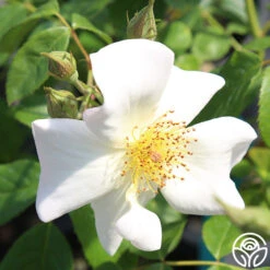 Sally Holmes 15 Sally Holmes -Heirloom Roses sally holmes 8