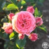 Salmon Abundance™ -Heirloom Roses salmon abundance logo 01