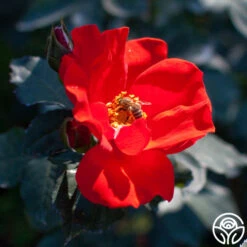 Sarabande® -Heirloom Roses sarabande 2 1