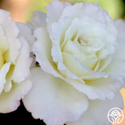 Saratoga 12 Saratoga -Heirloom Roses saratoga 1 1 2