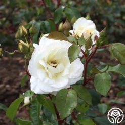 Saratoga 13 Saratoga -Heirloom Roses saratoga 4