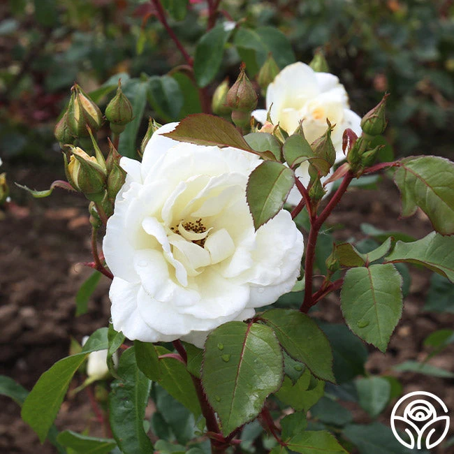 Saratoga 8 Saratoga - Image 6