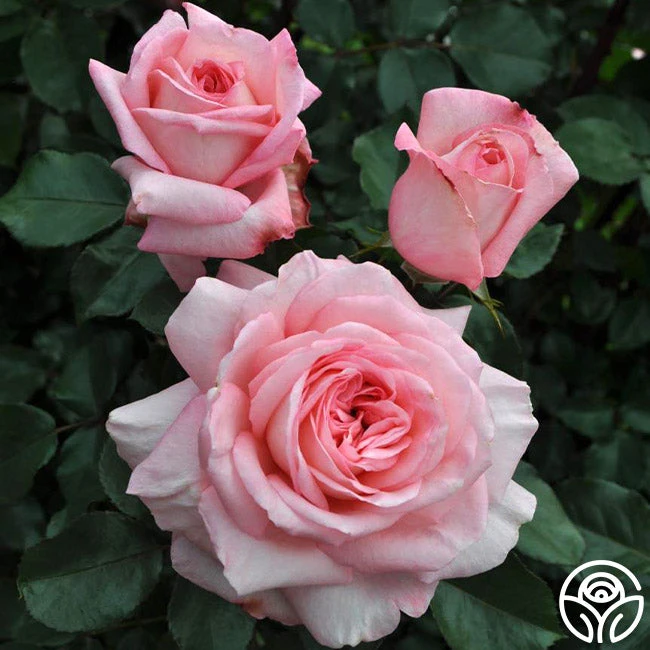 Sunbelt® Savannah 4 Sunbelt® Savannah - Image 2