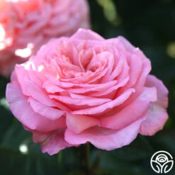 Sunbelt® Savannah 15 Sunbelt® Savannah -Heirloom Roses savannah 11