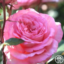 Sunbelt® Savannah 19 Sunbelt® Savannah -Heirloom Roses savannah 13
