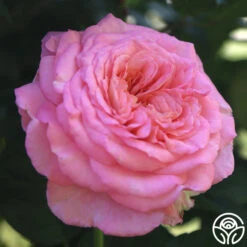 Sunbelt® Savannah 18 Sunbelt® Savannah -Heirloom Roses savannah 14