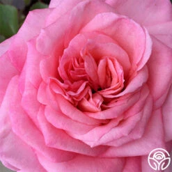 Sunbelt® Savannah 23 Sunbelt® Savannah -Heirloom Roses savannah 2 1