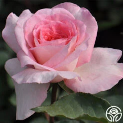 Sunbelt® Savannah 17 Sunbelt® Savannah -Heirloom Roses savannah 3 1