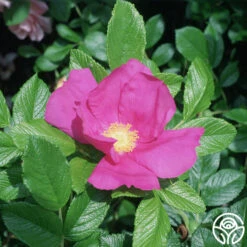 Scabrosa -Heirloom Roses scabrosa logo 01