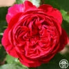 Scarlet Velvet™ -Heirloom Roses scarlet velvet 2 5