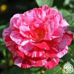 Scentimental™ -Heirloom Roses scentimental 2 1 2