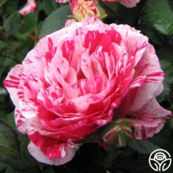 Scentimental™ -Heirloom Roses scentimental 4 8