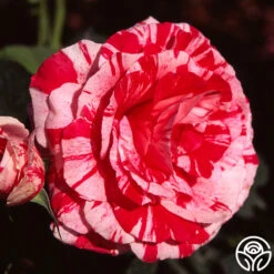 Scentimental™ -Heirloom Roses scentimental 5 8