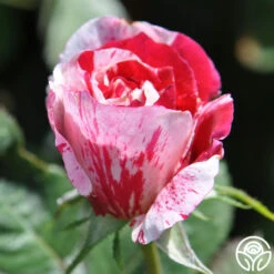 Scentimental™ -Heirloom Roses scentimental 8