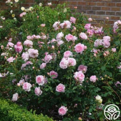Scepter'd Isle® 10 Scepter'd Isle® -Heirloom Roses scepterd isle 1 7