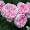Scepter'd Isle® -Heirloom Roses scepterd isle 2 8