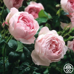Scepter'd Isle® 9 Scepter'd Isle® -Heirloom Roses scepterd isle 3 8
