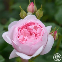 Scepter'd Isle® 11 Scepter'd Isle® -Heirloom Roses scepterd isle 5 8
