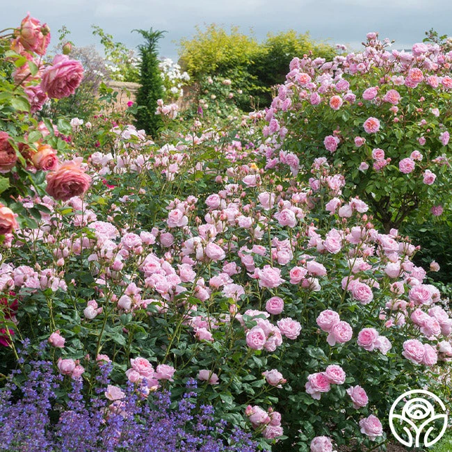 Scepter'd Isle® 4 Scepter'd Isle® - Image 2