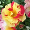 School Spirit -Heirloom Roses school spirit 1 1
