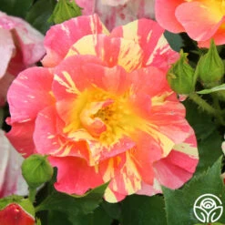 School Spirit -Heirloom Roses school spirit 4 1