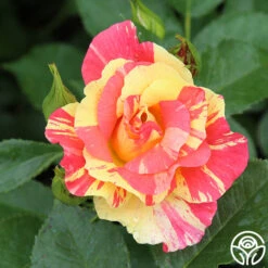 School Spirit -Heirloom Roses school spirit 5 1