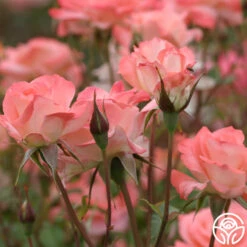 Sea Pearl 9 Sea Pearl -Heirloom Roses sea pearl 4