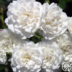 Seafoam -Heirloom Roses seafoam 1 2