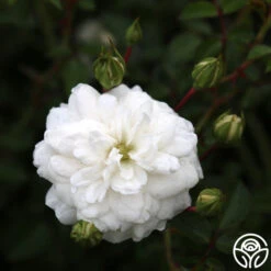 Seafoam -Heirloom Roses seafoam 3 2 1