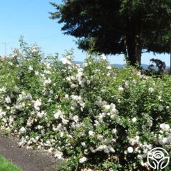 Seafoam -Heirloom Roses seafoam 1