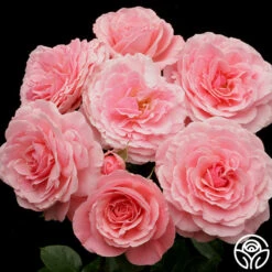 Sexy Rexy® -Heirloom Roses sexy rexy 5 8