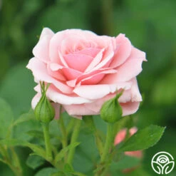 Sexy Rexy® -Heirloom Roses sexy rexy 7 1