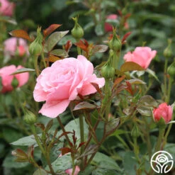 Sexy Rexy® -Heirloom Roses sexy rexy 8 7